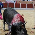 #Tourists, avoid cities where bullfighting is present, #stopbullfighting #tourism