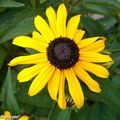 2020 déclarée année de la rudbeckia par Fleurosélect 