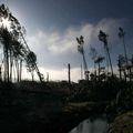 La forêt des Landes de Gascogne 10 ans après le passage de Klaus