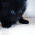 [GRIF' En Fête] Journée internationale du chat noir! Pensez-y!! Adoptez un coeur dans une robe noire!!!