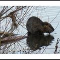 Nature en bord de Maine