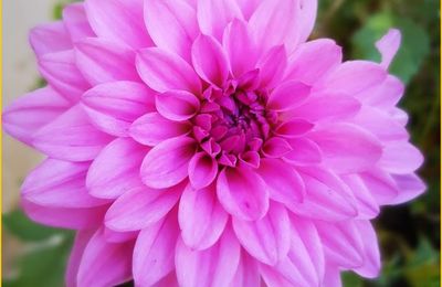 Mes fleurs du dimanche