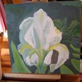 - IRIS - huile sur toile 20 x20 -