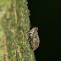 Cigale bossue * Planthopper