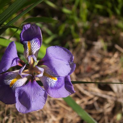 Félin et iris sauvages