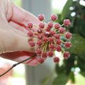Hoya gracilis/mémoria