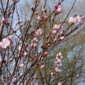 les péchers sont en fleurs