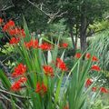 crocosmia Lucifer