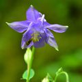 Ancolie et autres fleurs autour du chêne remarquable !