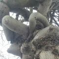 Un arbre très particulier rue de Vern à Rennes le 23 mars 2013 (3)