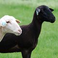 Moutons à la ville pour l'inauguration d'une place