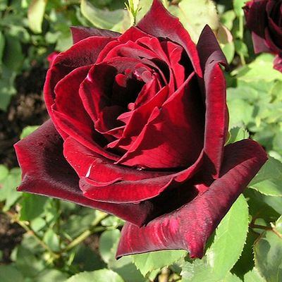   une rose pour Jacques