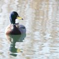 Canard colvert