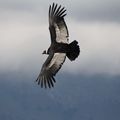 Un Condor dans le ciel pyrénéen