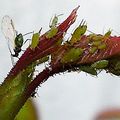 Mars-Avril, les premiers pucerons arrivent sur les rosiers...