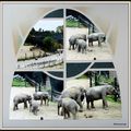 Pairi Daiza 2014 - Eléphants