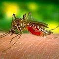 La dengue et le réchauffement climatique