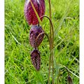 LE RETOUR DES FRITILAIRES