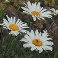 On les aime un peu, beaucoup, à la folie les leucanthemum !