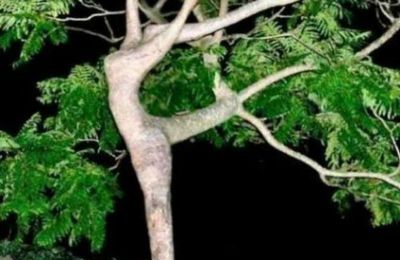 L’âme de la nature théorie de la résonance morphique qui a valu à son auteur d'etre poignardé