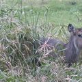 Antilope Cobe à croissant  : Afrique de l'Est
