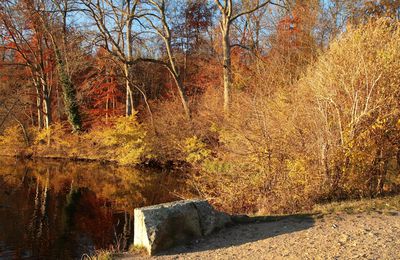 Couleur d'automne 