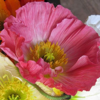 Trop besoin d'elles...