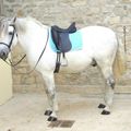 Vends cheval de 9 ans