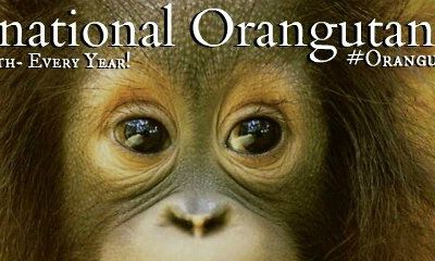 Aujourd’hui 19 août, journée mondiale des orangs-outans