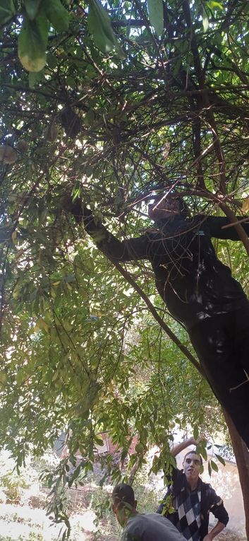 Confiture de grenades du jardin vendredi 10 au temps d'accueil à Ourika Tadamoune