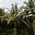 Palmier à huile : le cultiver en respectant l'environnement, c'est possible
