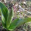 PReMièReS oRCHiDéeS SauVaGeS