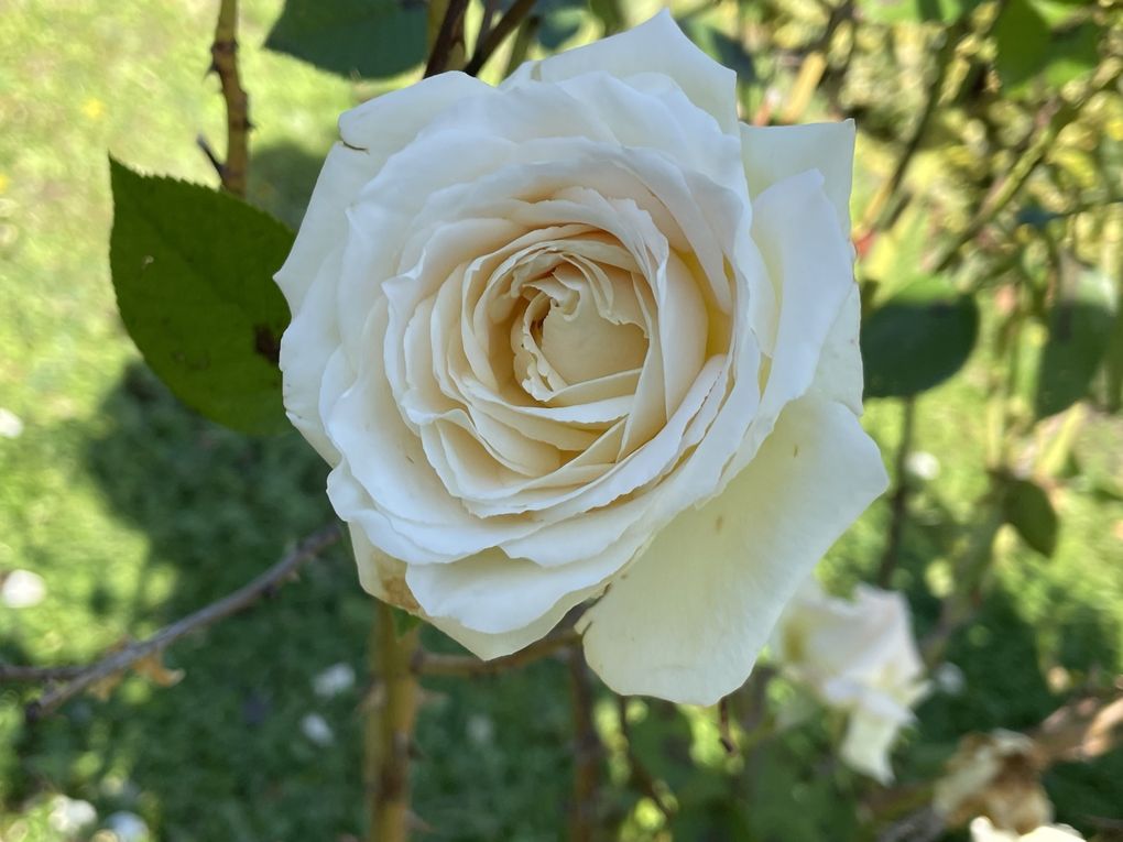Mardi 04 novembre 2025: mes photos datent d'hier, les oiseaux avant la tonte , Dernière tonte , les fleurs bravent novembre, pause et silence contemplatif , les nuages pardessus le toit de ma cabane de jardin , mon diapo s'en suit ...