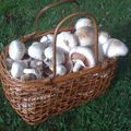 Champignons merveilleux