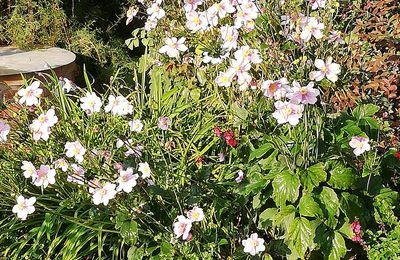 Mon jardin avant l'automne