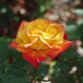 Fleurs du samedi 2021
