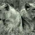 Lions