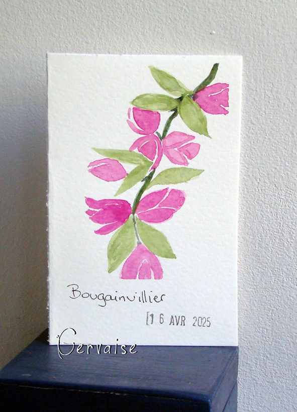 28 Bougainvillier