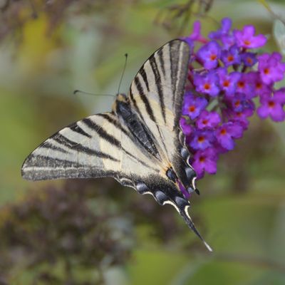 Du bleu, encore du bleu et toujours du bleu, façon blackwork ...
