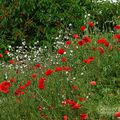 FLEURETTES DU JARDIN OU D'AILLEURS