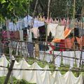 Sri Lanka : jour de lessive....