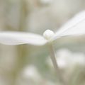 garder une fleur au fond de soi Je ne peux pas