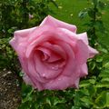 Villandry, a surviving rose after a heavy rain...