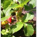 ✿ܓ Les fraises arrivent ....