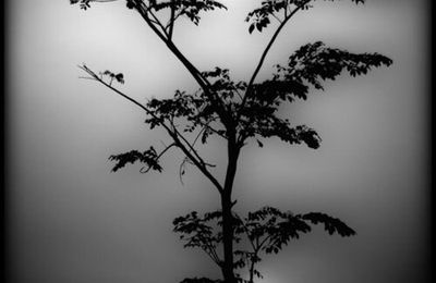 GERALD BLONCOURT...Extrait