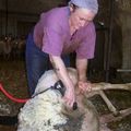 Une dame tond le mouton