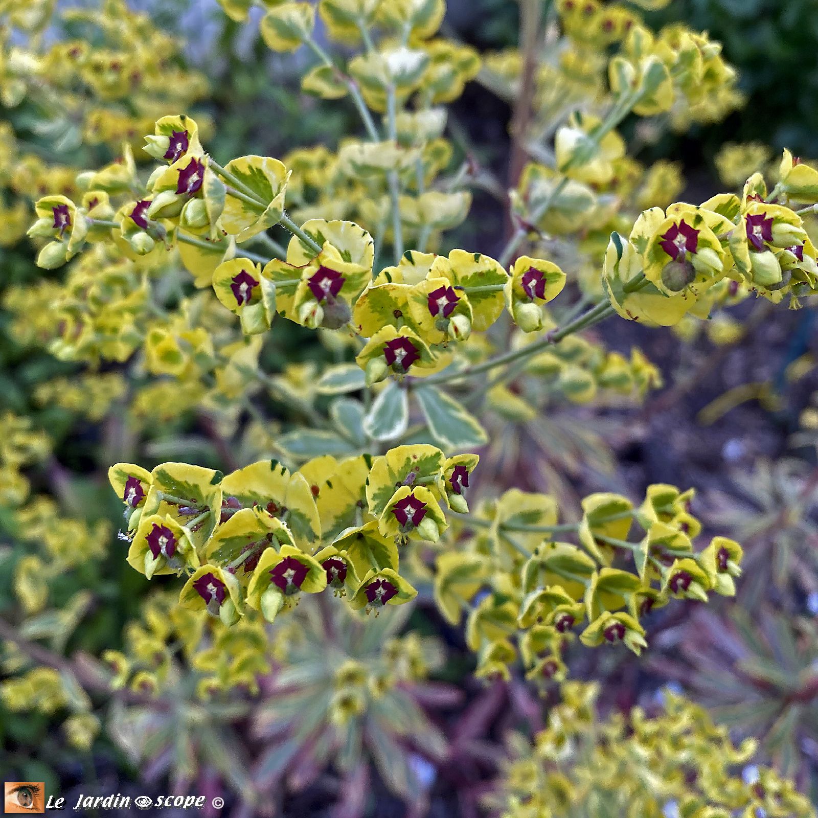 Euphorbia Ascot Rainbow