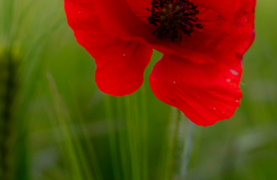 fleurs du jour