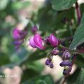 Aujourd'hui 3h30 de jardinage pour essayer de