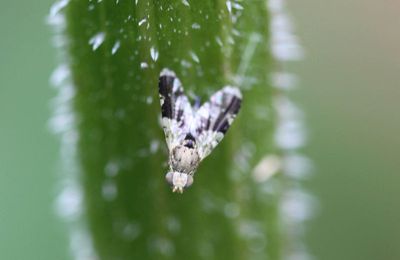 Drôle de petite mouche